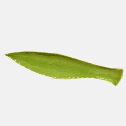 Agabe oblong leaf